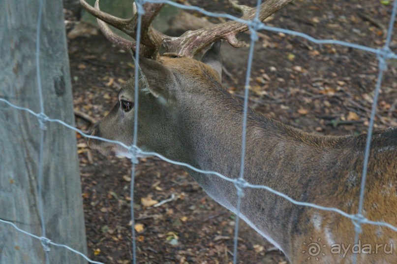 Замок Конопиште - резиденция эрцгерцога Франца Фердинанта