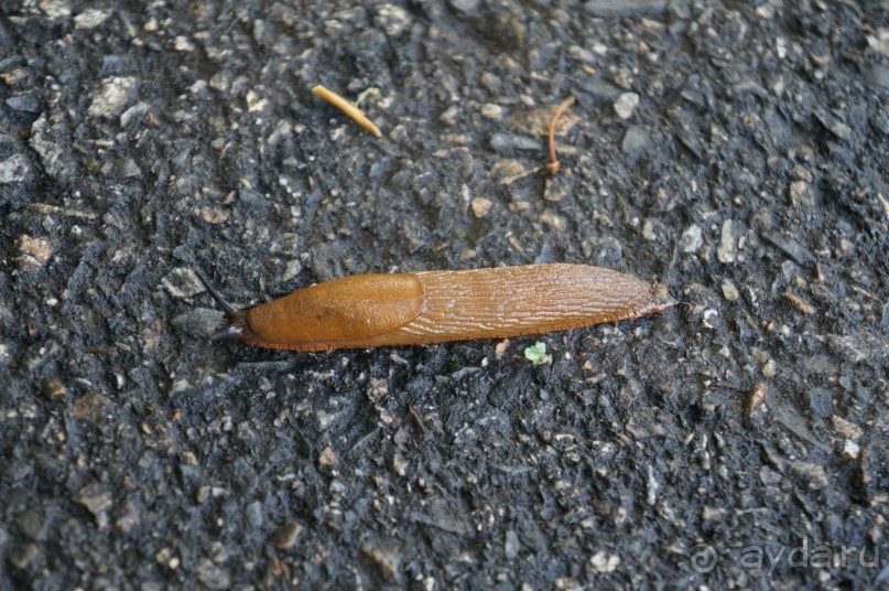 Замок Конопиште - резиденция эрцгерцога Франца Фердинанта