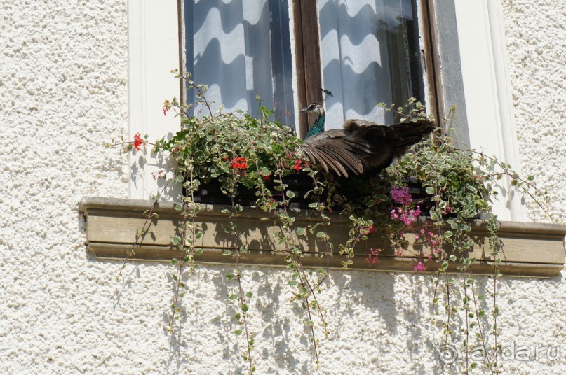 Замок Конопиште - резиденция эрцгерцога Франца Фердинанта