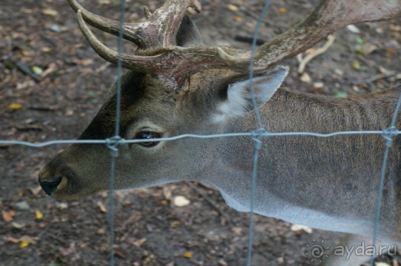 Замок Конопиште - резиденция эрцгерцога Франца Фердинанта
