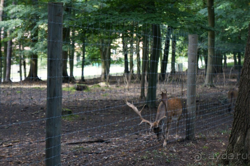 Замок Конопиште - резиденция эрцгерцога Франца Фердинанта