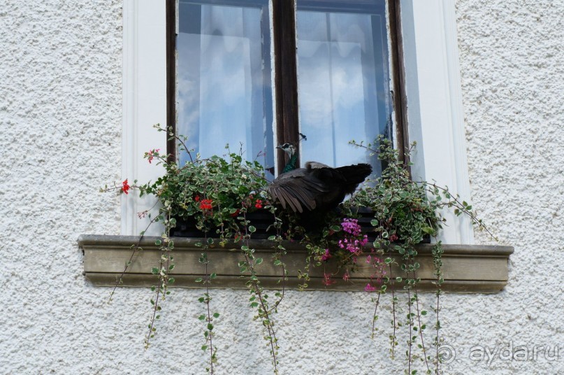 Замок Конопиште - резиденция эрцгерцога Франца Фердинанта