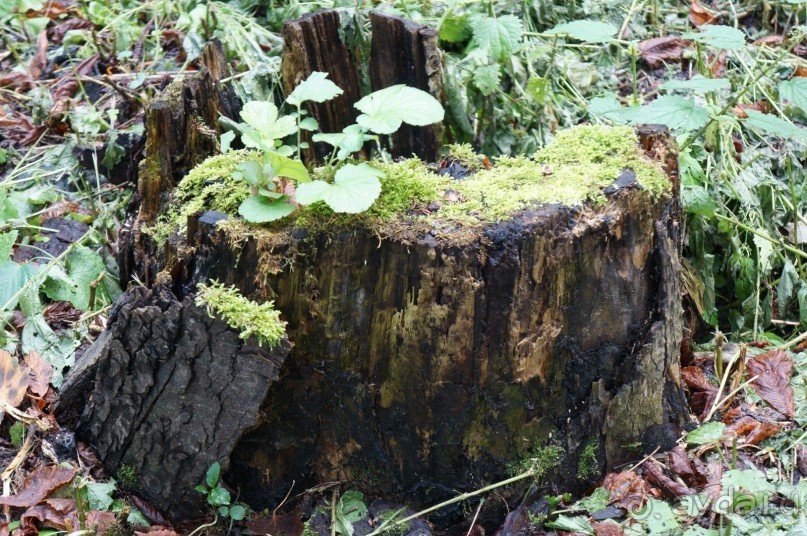 Замок Конопиште - резиденция эрцгерцога Франца Фердинанта