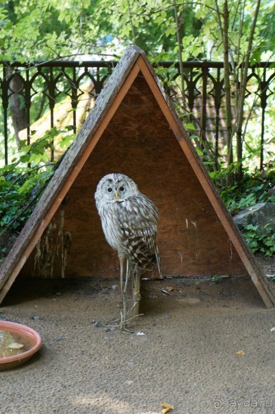 Замок Конопиште - резиденция эрцгерцога Франца Фердинанта