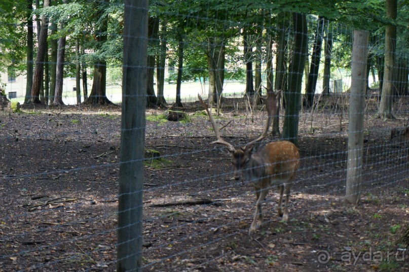 Замок Конопиште - резиденция эрцгерцога Франца Фердинанта