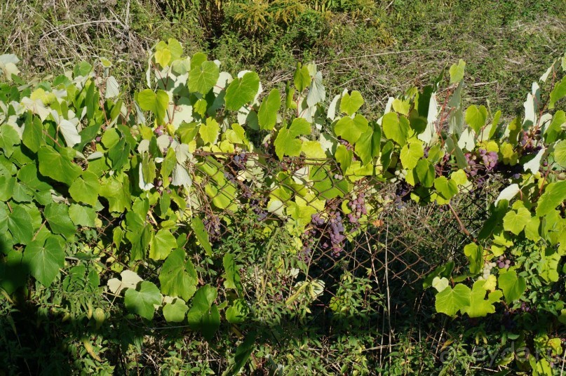 Замок Конопиште - резиденция эрцгерцога Франца Фердинанта