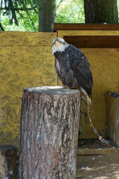 Замок Конопиште - резиденция эрцгерцога Франца Фердинанта