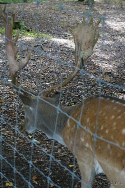 Замок Конопиште - резиденция эрцгерцога Франца Фердинанта