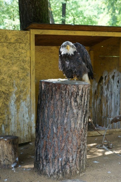 Замок Конопиште - резиденция эрцгерцога Франца Фердинанта