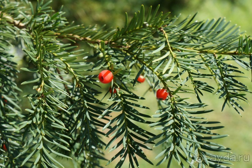 Замок Конопиште - резиденция эрцгерцога Франца Фердинанта