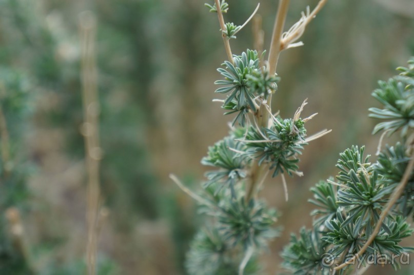 Прогулка по кратеру вулкана Тейде