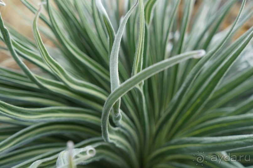 Прогулка по кратеру вулкана Тейде