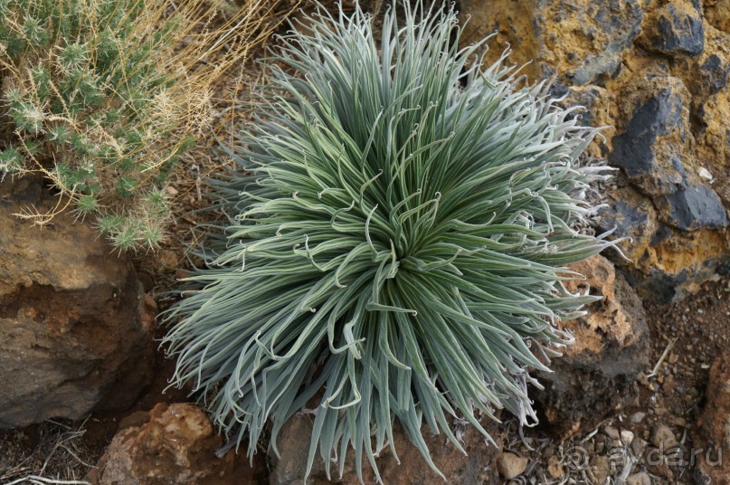 Прогулка по кратеру вулкана Тейде Прогулка по кратеру вулкана Тейде