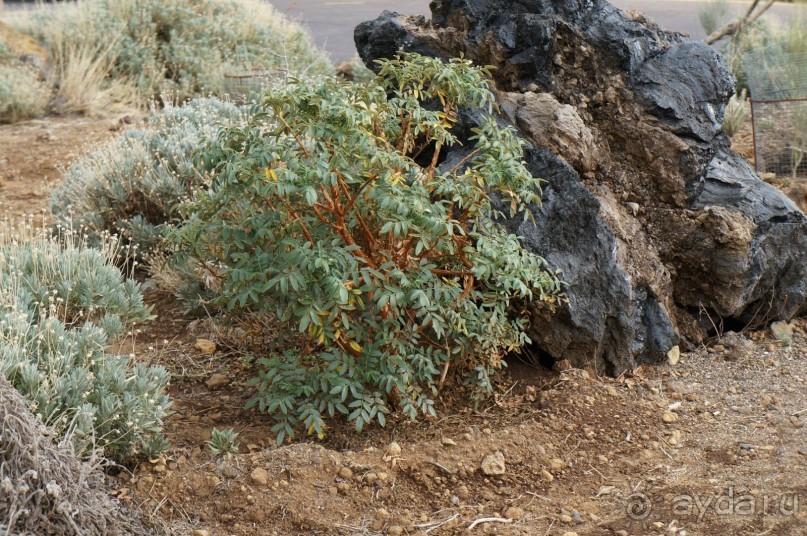 Прогулка по кратеру вулкана Тейде Прогулка по кратеру вулкана Тейде