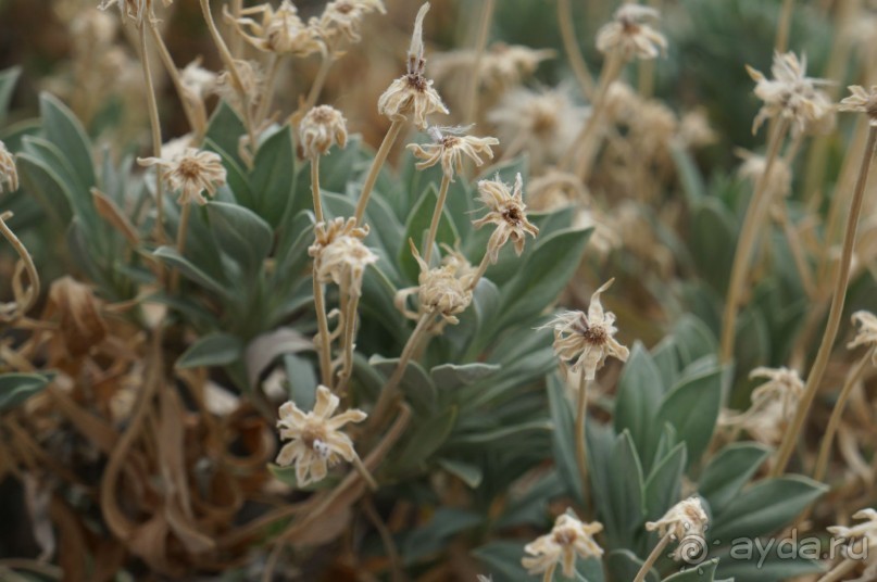 Прогулка по кратеру вулкана Тейде Прогулка по кратеру вулкана Тейде