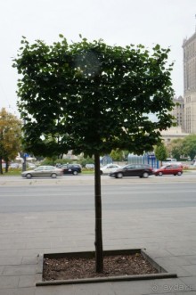 Дождливая Варшава