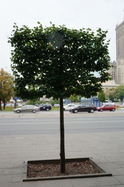 Дождливая Варшава