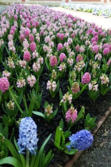 Усадьба Кусково в мае и октябре Усадьба Кусково в мае и октябре