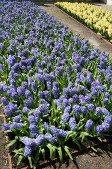 Усадьба Кусково в мае и октябре Усадьба Кусково в мае и октябре