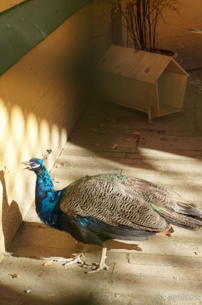 Усадьба Кусково в мае и октябре