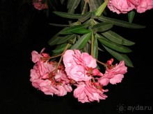 Немного о Шарм-эль-Шейхе