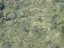 Немного о Шарм-эль-Шейхе