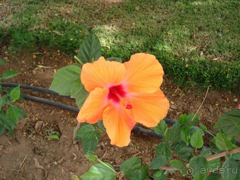 Немного о Шарм-эль-Шейхе