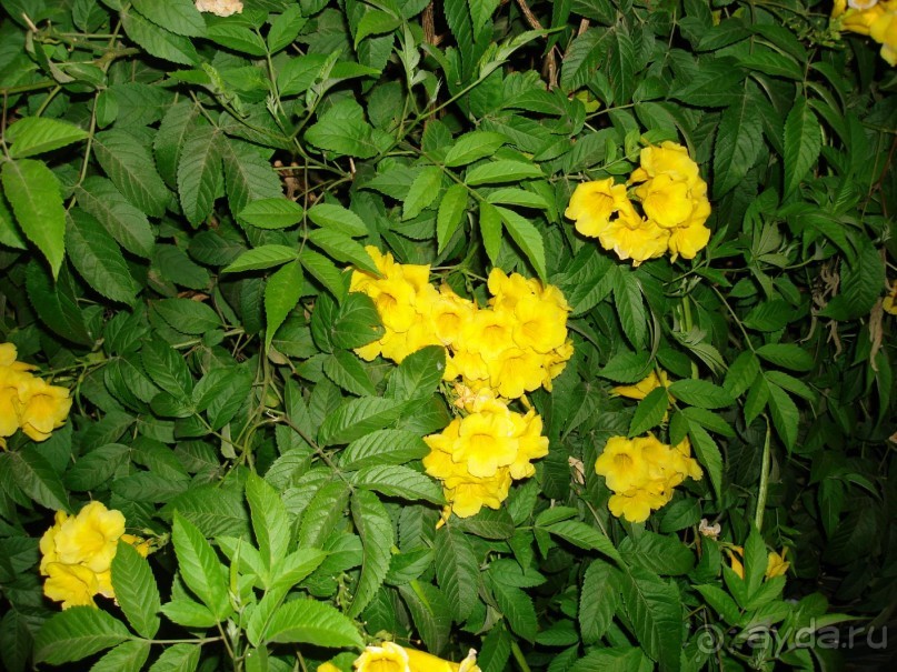 Немного о Шарм-эль-Шейхе