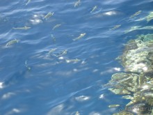 Немного о Шарм-эль-Шейхе