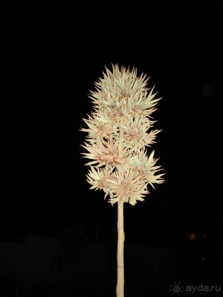 Немного о Шарм-эль-Шейхе