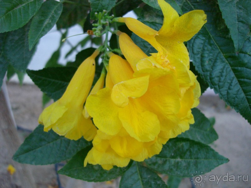 Немного о Шарм-эль-Шейхе