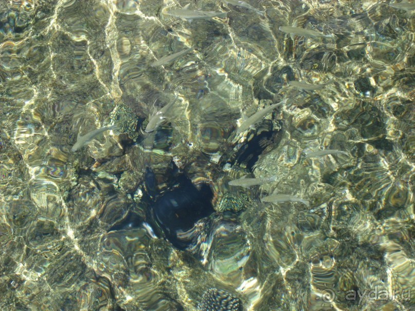 Альбом отзыва "Немного о Шарм-эль-Шейхе"