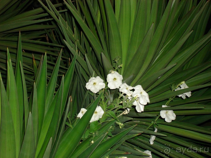 Альбом отзыва "Немного о Шарм-эль-Шейхе"