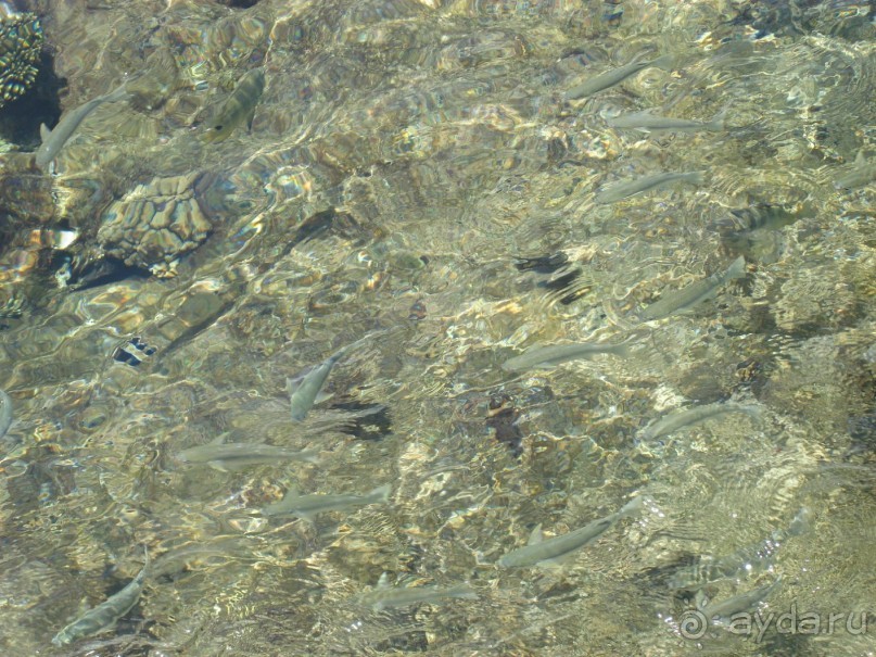 Альбом отзыва "Немного о Шарм-эль-Шейхе"