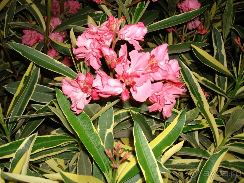 Альбом отзыва "Немного о Шарм-эль-Шейхе"