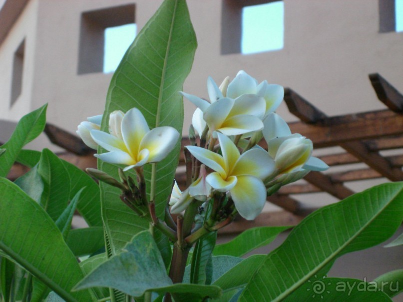 Немного о Шарм-эль-Шейхе