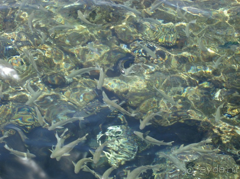 Альбом отзыва "Немного о Шарм-эль-Шейхе"