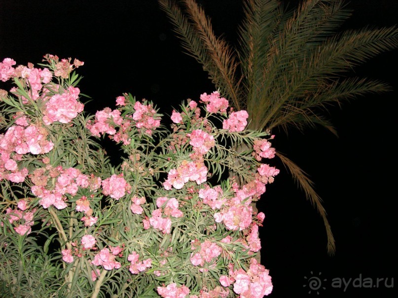 Альбом отзыва "Немного о Шарм-эль-Шейхе"