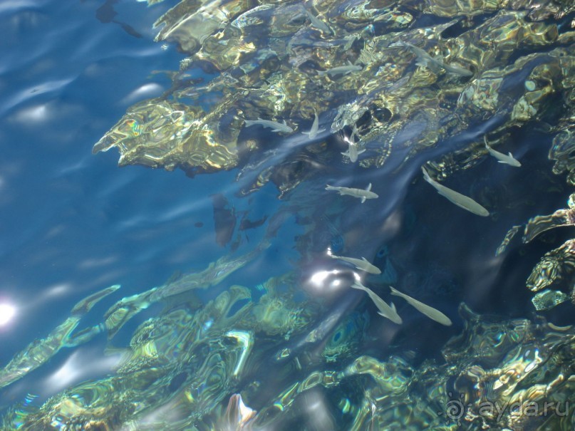 Альбом отзыва "Немного о Шарм-эль-Шейхе"