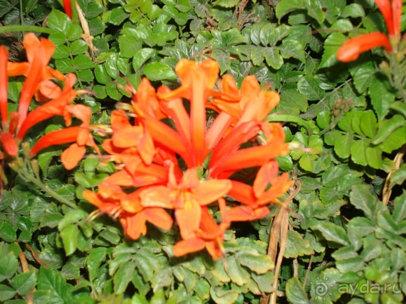 Немного о Шарм-эль-Шейхе