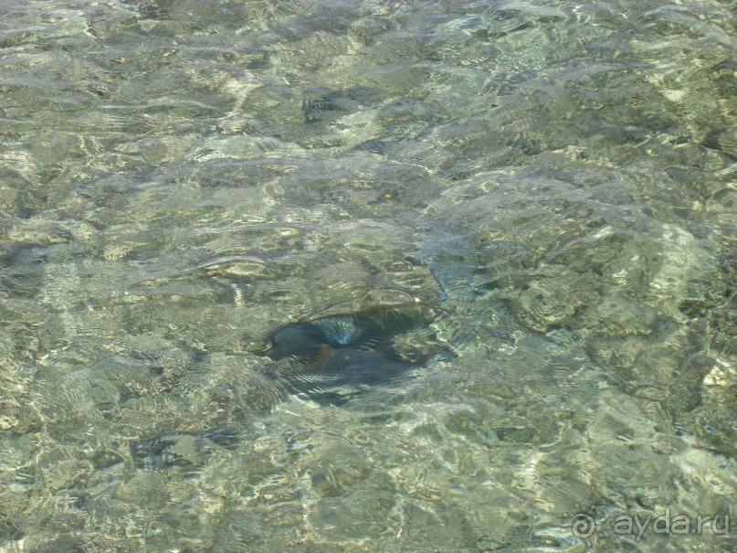 Альбом отзыва "Немного о Шарм-эль-Шейхе"