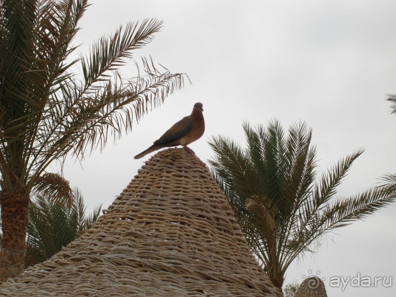 Немного о Шарм-эль-Шейхе