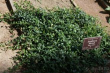 Побыть немного аптекарем