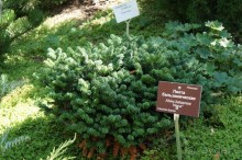 Побыть немного аптекарем