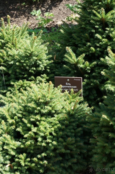 Побыть немного аптекарем