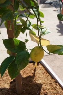 Побыть немного аптекарем