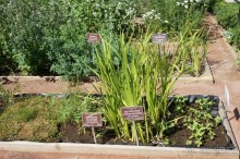 Побыть немного аптекарем