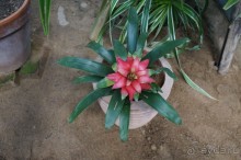 Побыть немного аптекарем