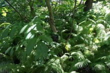 Побыть немного аптекарем