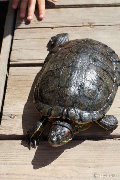 Побыть немного аптекарем